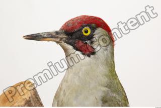 Green Woodpecker - Picus viridis 0009